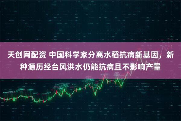 天创网配资 中国科学家分离水稻抗病新基因，新种源历经台风洪水仍能抗病且不影响产量