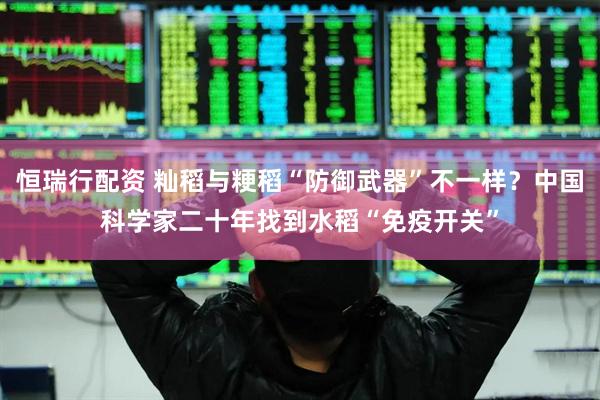 恒瑞行配资 籼稻与粳稻“防御武器”不一样？中国科学家二十年找到水稻“免疫开关”